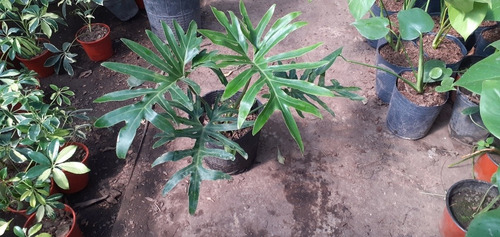 Imagen 1 de 2 de Philodendron Selloun E05