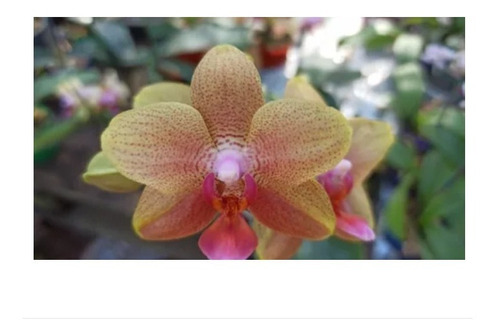 Muda Orquídea Mini Phalaenopsis Amarela Com Pintas Adulta | MercadoLivre