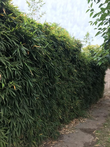 Imagen 3 de 3 de Terreno En Venta En Ranelagh