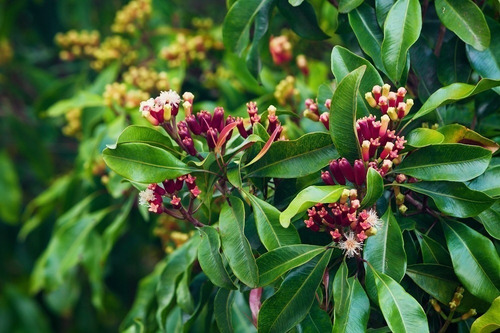 Imagem 4 de 5 de Muda De Cravo Da Índia Especiaria Aromática Exótica Promoção