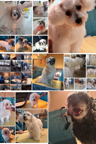 Peluquería Canina A Domicilio Y Local, Pensionado.