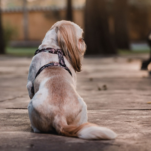 Arnés Tipo H Petlounge Para Mascotas Perros Talla Xs / S