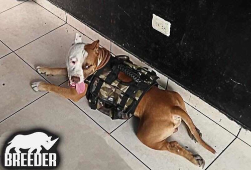 Imagen 3 de 11 de Mochila De Entrenamiento/peso Pitbull Bully