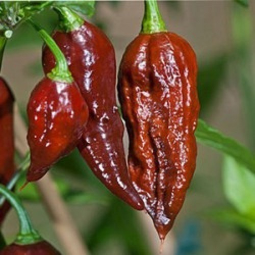 200 Sementes Pimenta Bhut Jolokia Chocolate.