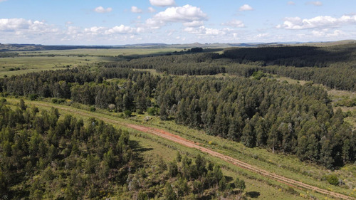 Campo En Venta En Lavalleja  Forestal (ref: Atm-6537)