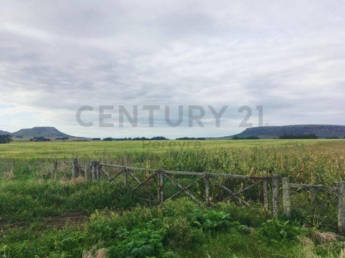 Imagen 7 de 9 de 66 Hectareas Agricolas -ganaderas, En Venta, Balcarce