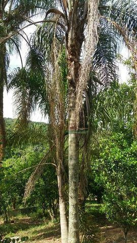 Imagem 12 de 18 de Chácara Com 4 Dormitórios À Venda, 1300 M² Por R$ 290.000,00 - Paiol Grande - Redenção Da Serra/sp - Ch0219