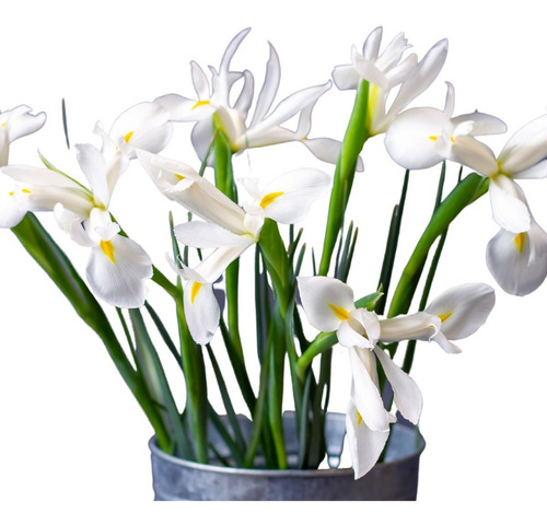 10 Bulbos Flor De Lis Blanca!!