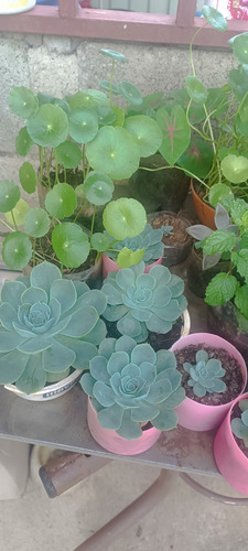 Plantas De Lochita, Suculentas, Yerbabuena Y Otras.