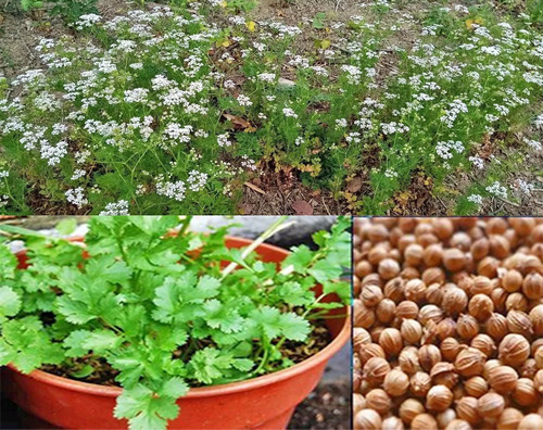 200 Semillas De Cilantro Criollo Más Aromático