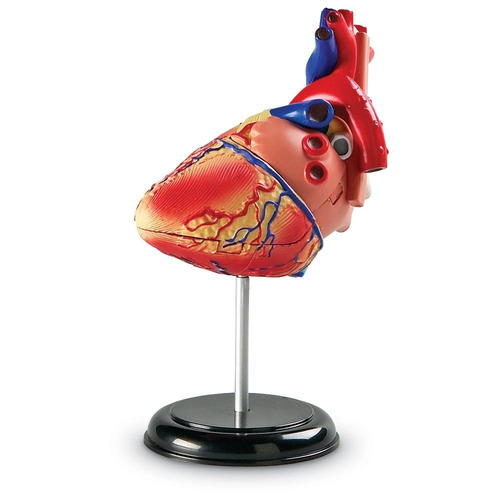 Modelo Corazón Humano Anatomía Figura Juego Didáctico 29 Pzs
