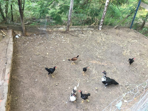 Imagem 7 de 25 de Chácara 36000m2, Casa Sede, Casa Caseiro, Lago, Barracao, Poço Artesiano, Nascente, Pomar, Piscina, Campo De Futebol, Boa Parte Formado Em Pasto - Ch00133 - 70014476
