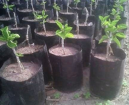 25 Macetas Nylon Negro Cultivo Vivero Plantas Arboles 20 Lt
