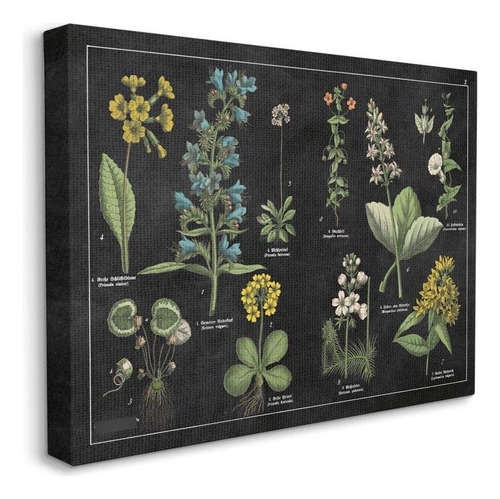 Antique Wild Flower Gráfico Scientific Botanical Print