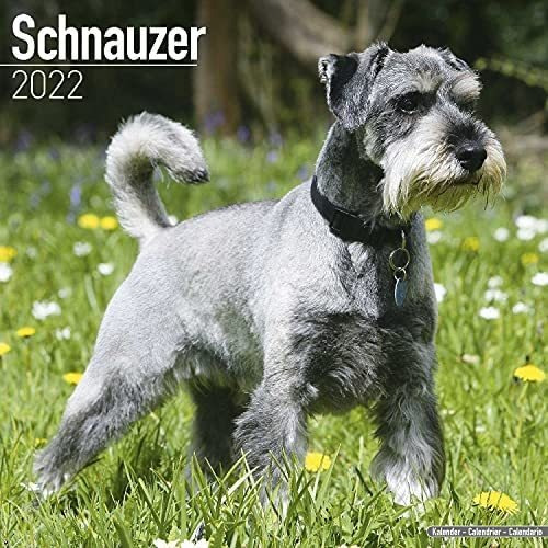 Libro: Calendario Schnauzer Calendarios De Razas De Perros