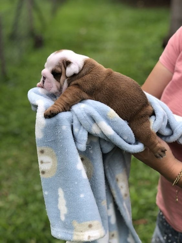 Perros Cachorros Bulldog Inglés Bull Dog Ingles Perritos 