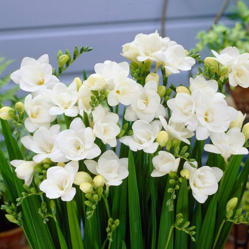 10 Fresias Dobles Surtidas!