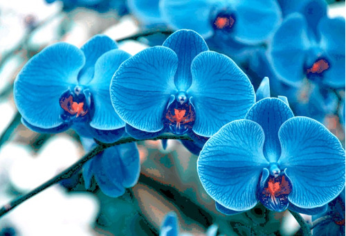 300 Semillas De Orquidea Azul+ Instructivo 