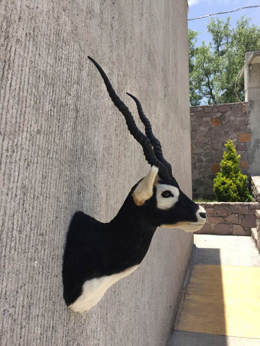 Animales Disecados 100% Artificiales Black Buck