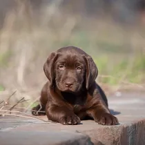 Comprar Cachorros Labrador 100% Puros, Sanos, Vitales, De Campo