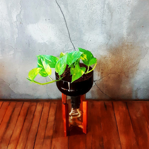 Imagen 4 de 10 de Scindapsus Little Plant 27 Con Soporte, Maceta Autorregante