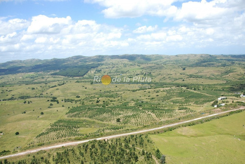 Campo Apto Fraccionamiento Con Plantación De Olivos Y Fábrica De Aceite De Oliva Muy Acreditado- Ref: 12801