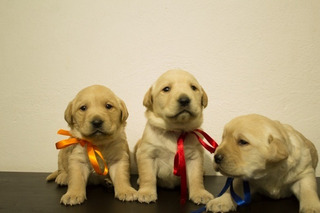 Perros Cachorros Labradores Los Doy En Adopcion | MercadoLibre ?