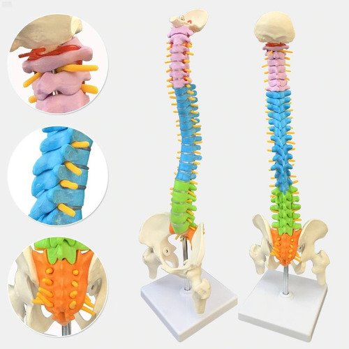 Coluna Vertebral Esqueleto - Anatomia Humana - 45cm Colorida
