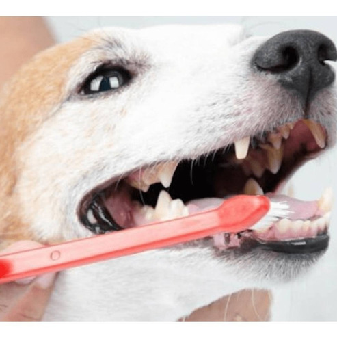 Pasta Dental Pet-o-dent Higiene Bucal Perros Gatos 125gr