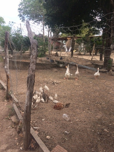 Imagem 13 de 20 de Ótimo Para Empreendedorismo, Fazenda 16 Hec, Rio E 2 Açudes Perene, Agrestina - Fa00007 - 68991513
