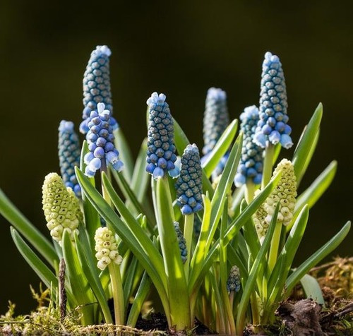 Sementes Flor Jacinto Uva, Muscari Spp Floração Mix Jardim | MercadoLivre