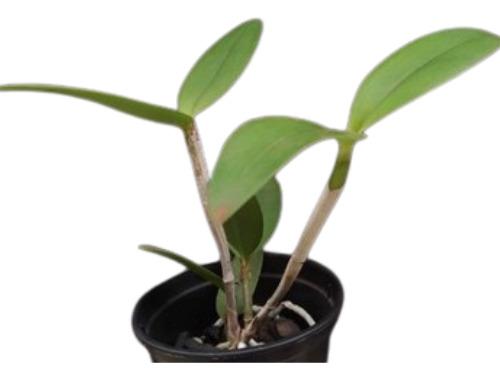 Cattleya(intermedia Coerulia X Amethystoglossa Coerulia)-1un