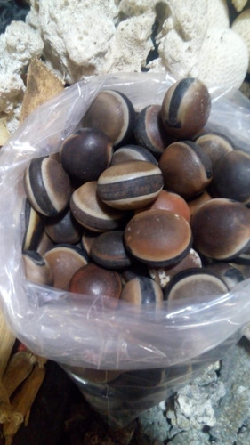 10 Semillas De Ojo De Venado Hermosas