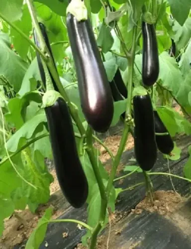 Semi Di Melanzana Lunga Verde Rocalba - Varietà Antica, 30 Semi, Orto Italiano