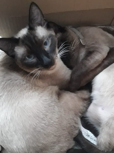 Gatito Siamese Seal Point Puro!!! Hermoso!!!! 2 Meses