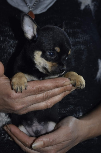 Chihuahua Macho Negro Fuego 5 Meses Blanco Con Chocolate