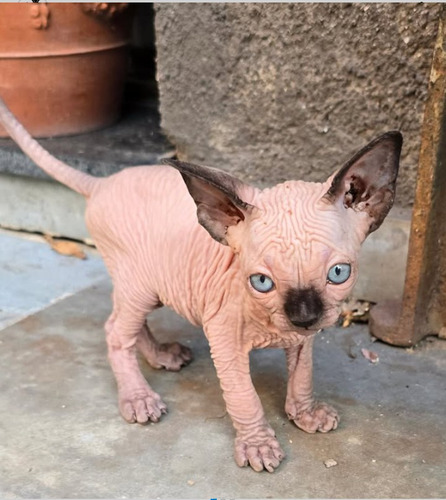 Divinos! Gatos Esfinge. Sphynx. Pelados. Sin Castrar! Seña.