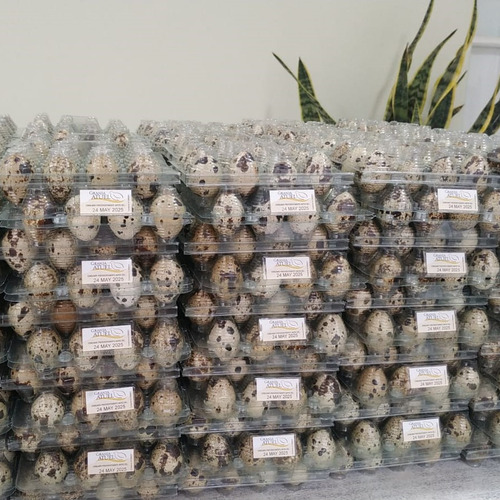 Huevos De Codorniz Granja Atuel - 50 Blister De 12 Unidades