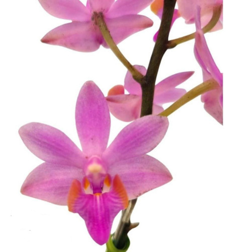 Orquídea Phalaenopsis Doritaenopsis Doritis/planta/adulta
