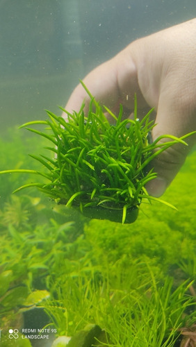 Litorella Uniflora (leer Descripción)