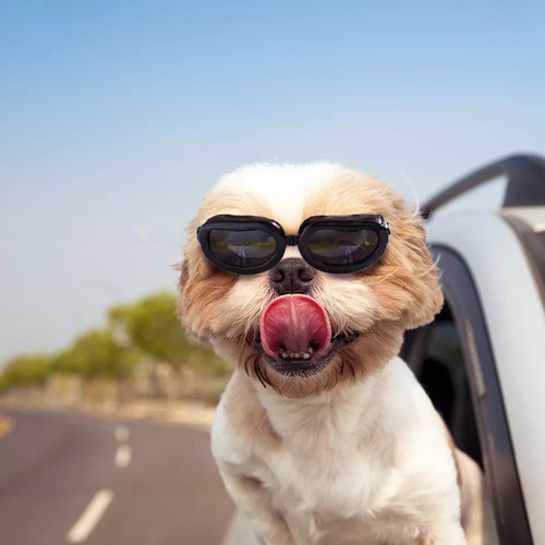 Lentes Impermeables Para Perro