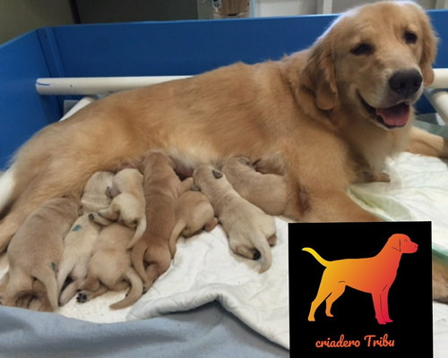 100% Puras Golden Retriever Robustas Garantia Escrita