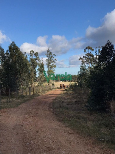 Imagen 11 de 14 de Chacras De 3 Has Sobre Ruta 11 - Balnearios Parque Del Plata