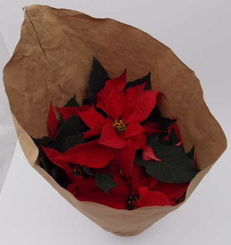 Imagen 7 de 10 de Planta Nochebuena 5 Pulgadas (premium)