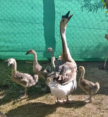 Gansos Chinos , Pichones , Aves , Únicos ¡¡¡¡