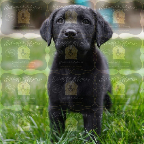 Cachorros Labrador Criados En Campo. 100% Puros Con Garantia