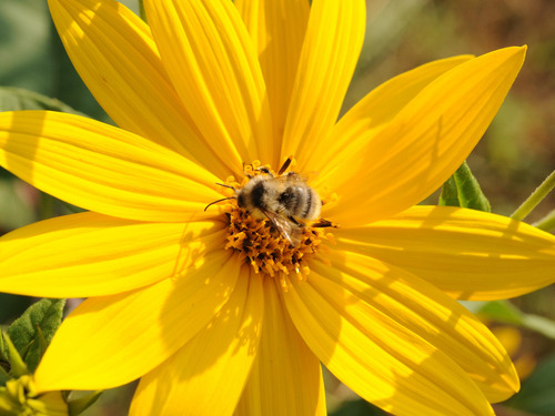 1kg Bulbos | Helianthus Tuberosus | Tupinambo, Comestible