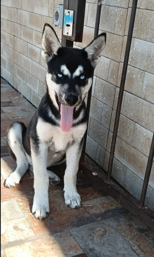 Cachorra Husky Siberiano Cruza Chow Chow