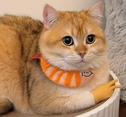Ch Guantes Para Gatos, Divertidos Y Peculiares Mini Yemas