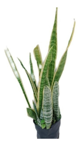 Sansevieria Espada De San Jorge. Nuñez